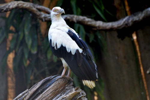 World of Birds Wildlife Sanctuary.